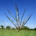  ( - KMS-0286)  @11 [ ] CreativeCommons - Attribution Non-Commercial Share-Alike (2012) Mamadi Theresa Sethusa University of Johannesburg