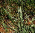  ( - KMS-0327)  @11 [ ] CreativeCommons - Attribution Non-Commercial Share-Alike (2012) Mamadi Theresa Sethusa University of Johannesburg