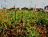  ( - KMS-0342)  @11 [ ] CreativeCommons - Attribution Non-Commercial Share-Alike (2012) Mamadi Theresa Sethusa University of Johannesburg