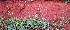  ( - KMS-0370)  @11 [ ] CreativeCommons - Attribution Non-Commercial Share-Alike (2012) Mamadi Theresa Sethusa University of Johannesburg