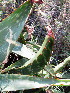  (Aloe greatheadii var. davyana - KMS-0379)  @12 [ ] CreativeCommons - Attribution Non-Commercial Share-Alike (2012) Mamadi Theresa Sethusa University of Johannesburg