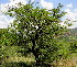  ( - KMS-0382)  @12 [ ] CreativeCommons - Attribution Non-Commercial Share-Alike (2012) Mamadi Theresa Sethusa University of Johannesburg