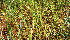  (Dysphania carinata - KMS-0389)  @11 [ ] CreativeCommons - Attribution Non-Commercial Share-Alike (2012) Mamadi Theresa Sethusa University of Johannesburg