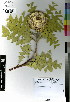  (Banksia speciosa - MEK169)  @11 [ ] CreativeCommons - Attribution Non-Commercial Share-Alike (2012) Mamadi Theresa Sethusa University of Johannesburg