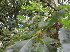  (Toxicodendron succedaneum - MND-0073)  @11 [ ] CreativeCommons - Attribution Non-Commercial Share-Alike (2012) Mamadi Theresa Sethusa University of Johannesburg