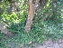  ( - MS086)  @11 [ ] No Rights Reserved  Unspecified Unspecified