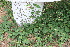  ( - MS088)  @11 [ ] No Rights Reserved  Unspecified Unspecified