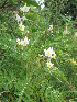  ( - NMMU_0093)  @11 [ ] CreativeCommons - Attribution Non-Commercial Share-Alike (2013) Mamadi Theresa Sethusa University of Johannesburg
