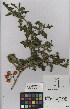  (Solanum humile - NMMU_0193)  @11 [ ] CreativeCommons - Attribution Non-Commercial Share-Alike (2012) Mamadi Theresa Sethusa University of Johannesburg