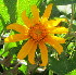  (Tithonia - PPRI-0225)  @11 [ ] CreativeCommons - Attribution Non-Commercial Share-Alike (2012) Mamadi Theresa Sethusa University of Johannesburg