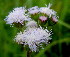  (Ageratum conyzoides - PPRI-0228)  @13 [ ] CreativeCommons - Attribution Non-Commercial Share-Alike (2012) Mamadi Theresa Sethusa University of Johannesburg