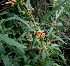  (Cuscuta campestris - PPRI-0243)  @11 [ ] CreativeCommons - Attribution Non-Commercial Share-Alike (2012) Mamadi Theresa Sethusa University of Johannesburg