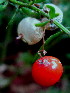  (Asparagus densiflorus Splengeri - PPRI-0254)  @11 [ ] CreativeCommons - Attribution Non-Commercial Share-Alike (2012) Mamadi Theresa Sethusa University of Johannesburg