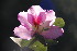 ( - RMK0027)  @11 [ ] No Rights Reserved  Unspecified Unspecified