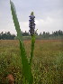  ( - MvdB0030)  @11 [ ] No Rights Reserved  Unspecified Unspecified