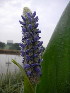 ( - MvdB0030)  @11 [ ] No Rights Reserved  Unspecified Unspecified