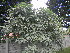  ( - MvdB0042)  @11 [ ] No Rights Reserved  Unspecified Unspecified