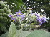  ( - MvdB0042)  @11 [ ] No Rights Reserved  Unspecified Unspecified