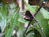  ( - MvdB0051)  @11 [ ] No Rights Reserved  Unspecified Unspecified