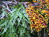  ( - MvdB0051)  @11 [ ] No Rights Reserved  Unspecified Unspecified