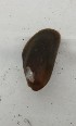  (Arcuatula capensis - A. capensis CC4a)  @11 [ ] Copyright (2019) Unspecified Stellenbosch University