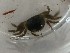  (Camptandriidae - D. edwardsii Ti1.7b)  @11 [ ] Copyright (2019) Unspecified Stellenbosch University