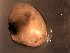  ( - M. litoralis Li3.3)  @11 [ ] Copyright (2019) Unspecified Stellenbosch University