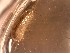  ( - C. filosa Li8.3)  @11 [ ] Copyright (2019) Unspecified Stellenbosch University