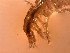  ( - C. filosa Tb3.8)  @11 [ ] Copyright (2019) Unspecified Stellenbosch University