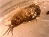  ( - C. filosa Ti5.6a)  @11 [ ] Copyright (2019) Unspecified Stellenbosch University