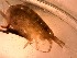  ( - C. filosa Ti8.5)  @11 [ ] Copyright (2019) Unspecified Stellenbosch University