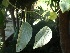  (Ipomoea nervosa - Hosam00219)  @11 [ ] Copyright (2013) Dr. Hosam Elansary Alexandria University