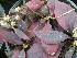  (Alternanthera dentate - Hosam00448)  @11 [ ] Copyright (2013) Dr. Hosam Elansary Alexandria University