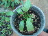  (Spathiphyllum - Hosam00452)  @11 [ ] Copyright (2013) Dr. Hosam Elansary Alexandria University