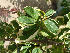  (Acalypha wilkesiana - Hosam00118)  @11 [ ] Copyright (2011) Dr. Hosam Elansary Alexandria University