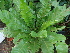  (Asplenium antiquum - Hosam00440)  @11 [ ] Copyright (2013) Dr. Hosam Elansary Alexandria University