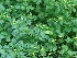  (Ranunculus macranthus - Hosam00215)  @11 [ ] Copyright (2013) Dr. Hosam Elansary Alexandria University