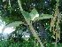  (Brugmansia - Hosam00064)  @11 [ ] Copyright (2010) Dr. Hosam Elansary Alexandria University