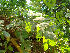  (Combretum indicum - Hosam00147)  @11 [ ] Copyright (2011) Dr. Hosam Elansary Alexandria University