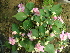  ( - Hosam00421)  @11 [ ] Copyright (2013) Dr. Hosam Elansary Alexandria University
