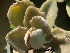  (Kalanchoe - Hosam00346)  @11 [ ] Copyright (2013) Dr. Hosam Elansary Alexandria University