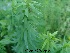  (Linum grandiflorum - Hosam00239)  @11 [ ] Copyright (2013) Dr. Hosam Elansary Alexandria University