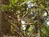  (Macadamia - Hosam00140)  @11 [ ] Copyright (2011) Dr. Hosam Elansary Alexandria University