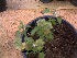  (Ocimum citriodorum - Hosam00194)  @11 [ ] Copyright (2011) Dr. Hosam Elansary Alexandria University