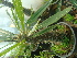  (Pachypodium - Hosam00468)  @11 [ ] Copyright (2013) Dr. Hosam Elansary Alexandria University