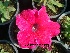  ( - Hosam00325)  @11 [ ] Copyright (2013) Dr. Hosam Elansary Alexandria University