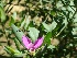  (Polygala myrtifolia - Hosam00017)  @11 [ ] Copyright (2010) Dr. Hosam Elansary Alexandria University