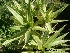  (Yucca gloriosa - Hosam00296)  @11 [ ] Copyright (2013) Dr. Hosam Elansary Alexandria University