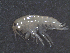  (Hyalella azteca - HOSO-Daisy09)  @15 [ ] Copyright  J.J.Babin-Fenske2010 Unspecified