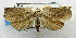  ( - USNM ENT 00800930)  @14 [ ] Unspecified (default): All Rights Reserved  Unspecified Unspecified